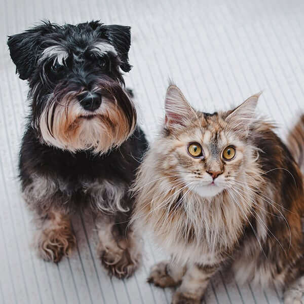 A dog and cat at the boarding kennel