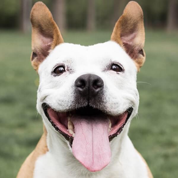 A happy pitbull