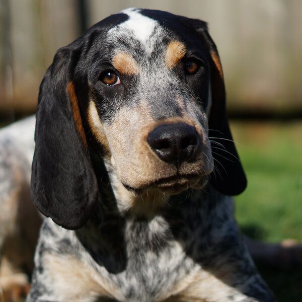 A hound dog laying down