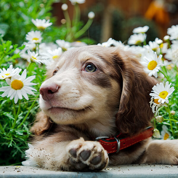 A puppy with flowers