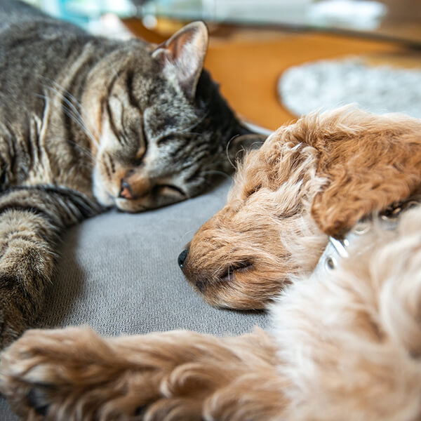 A dog and cat sleeping
