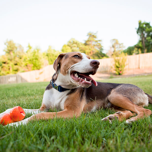 A dog laying in grass