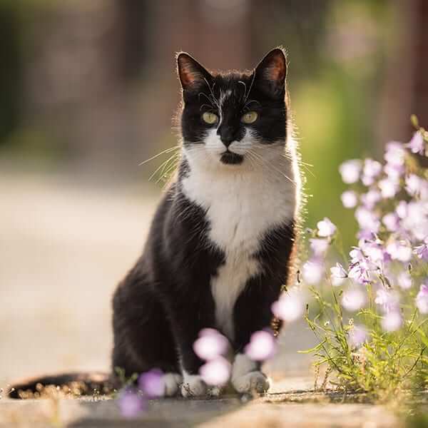 A black and white cat outdoors