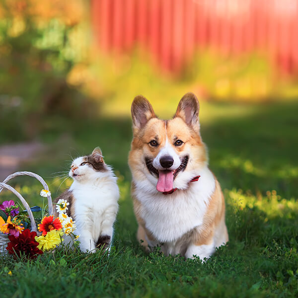 A corgi and cat outdoors
