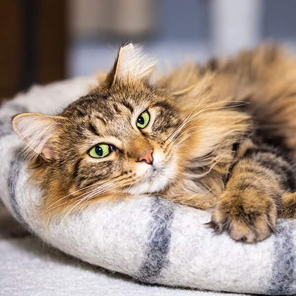 A cat laying on a blanket