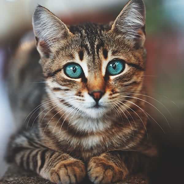 A blue-eyed cat laying down