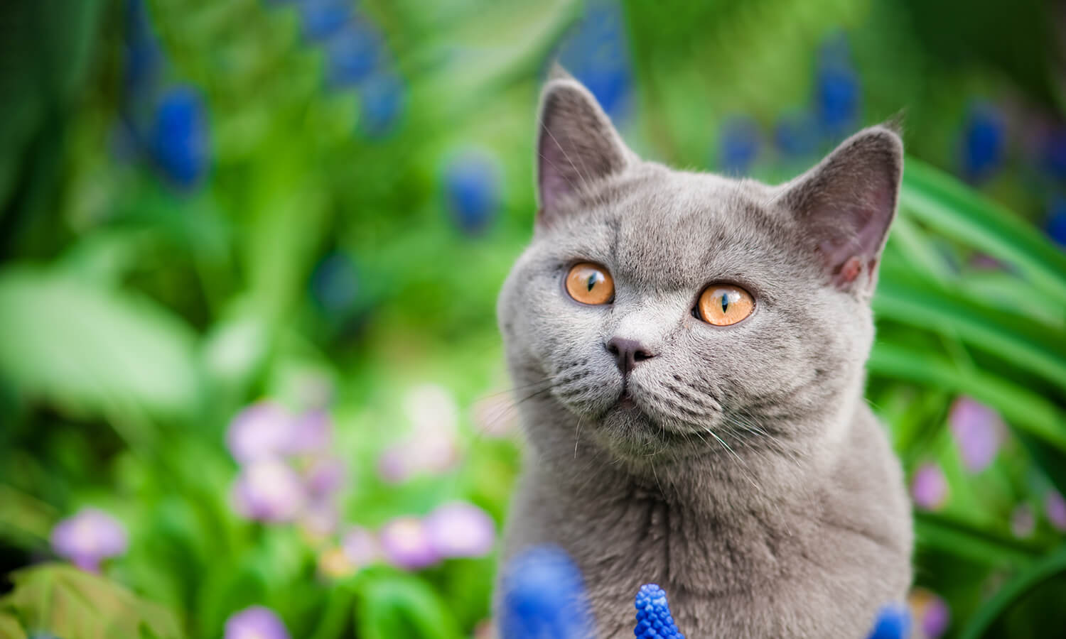 A cat in a garden