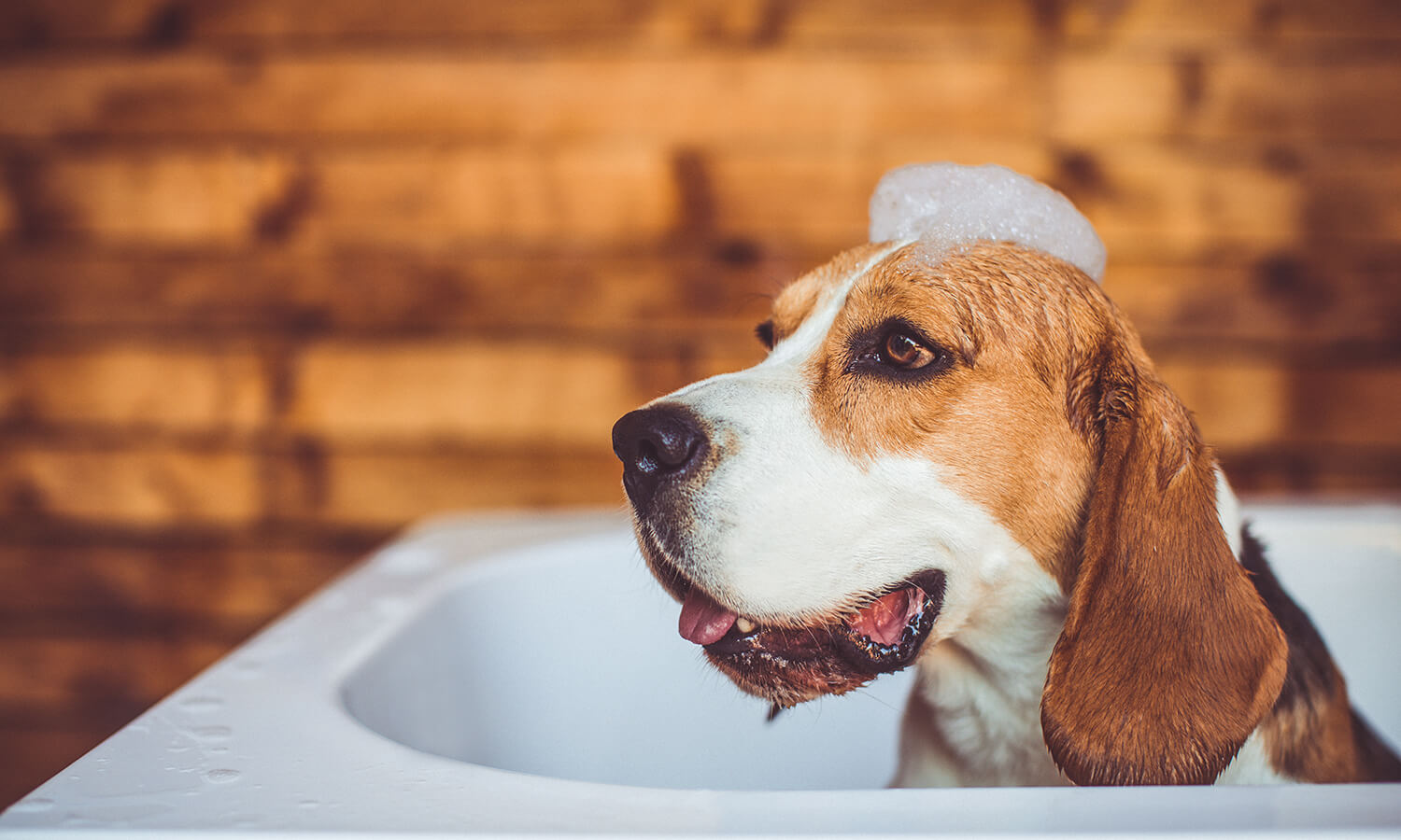 A dog being bathed