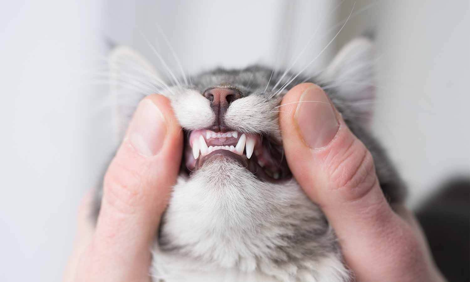 Cat showing teeth