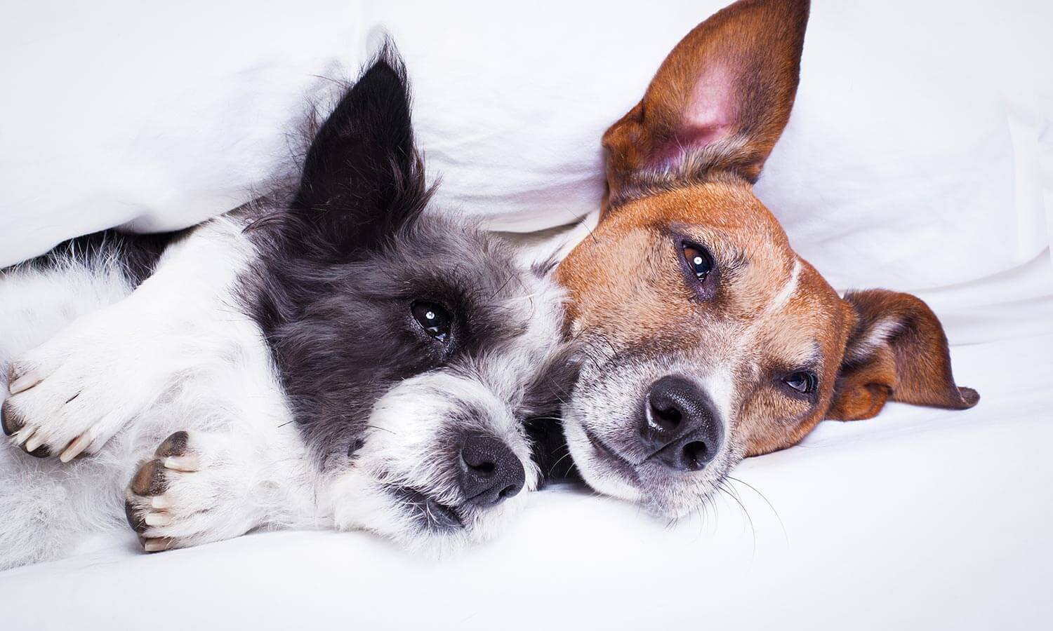Two dogs sleeping