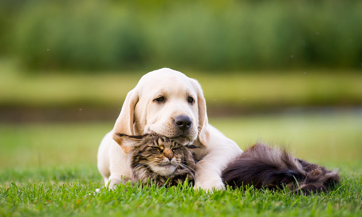 A puppy and kitten outdoors