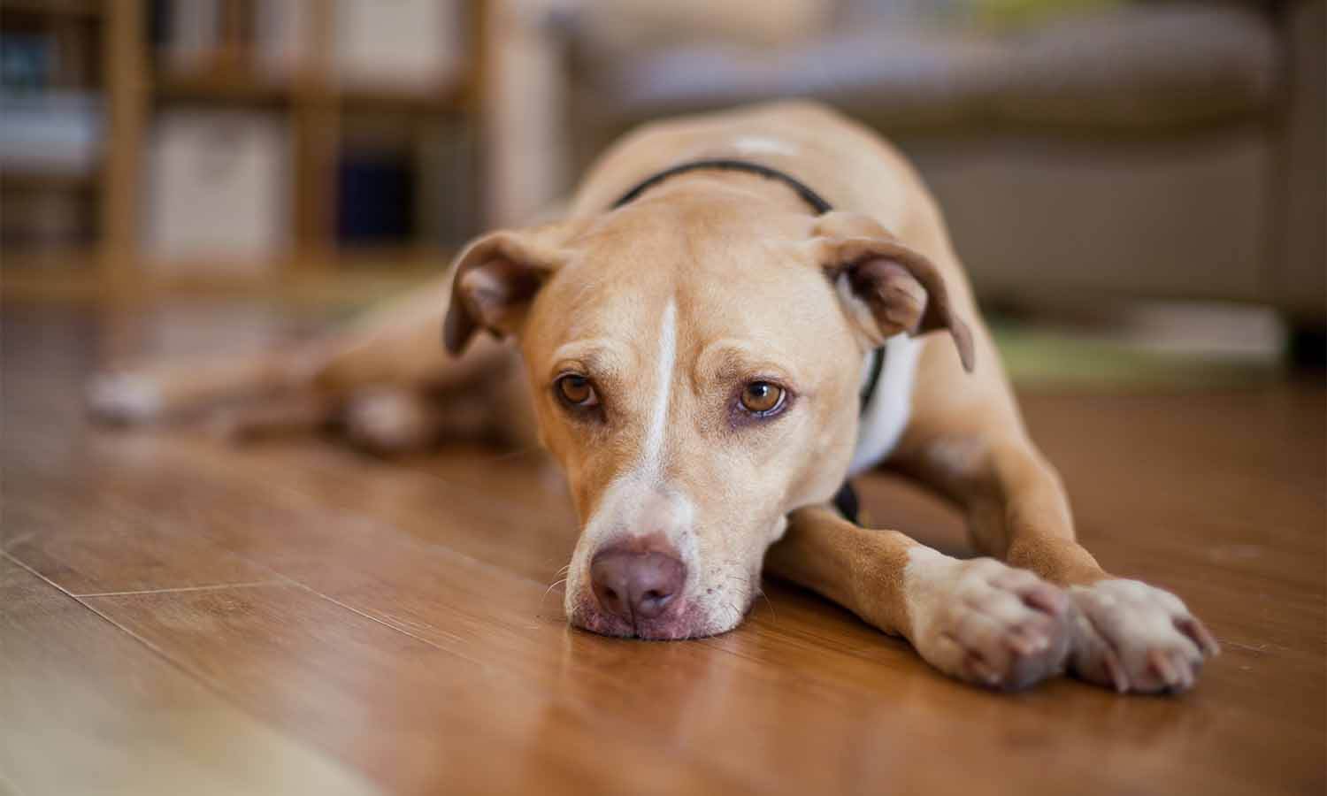 Dog laying down