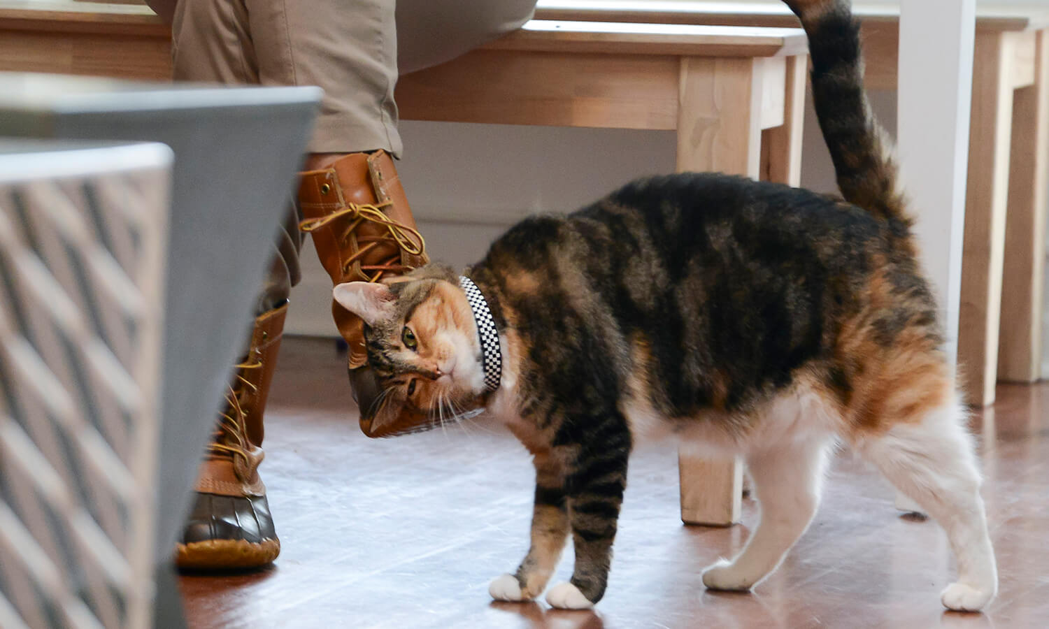 A cat rubbing against a person's legs