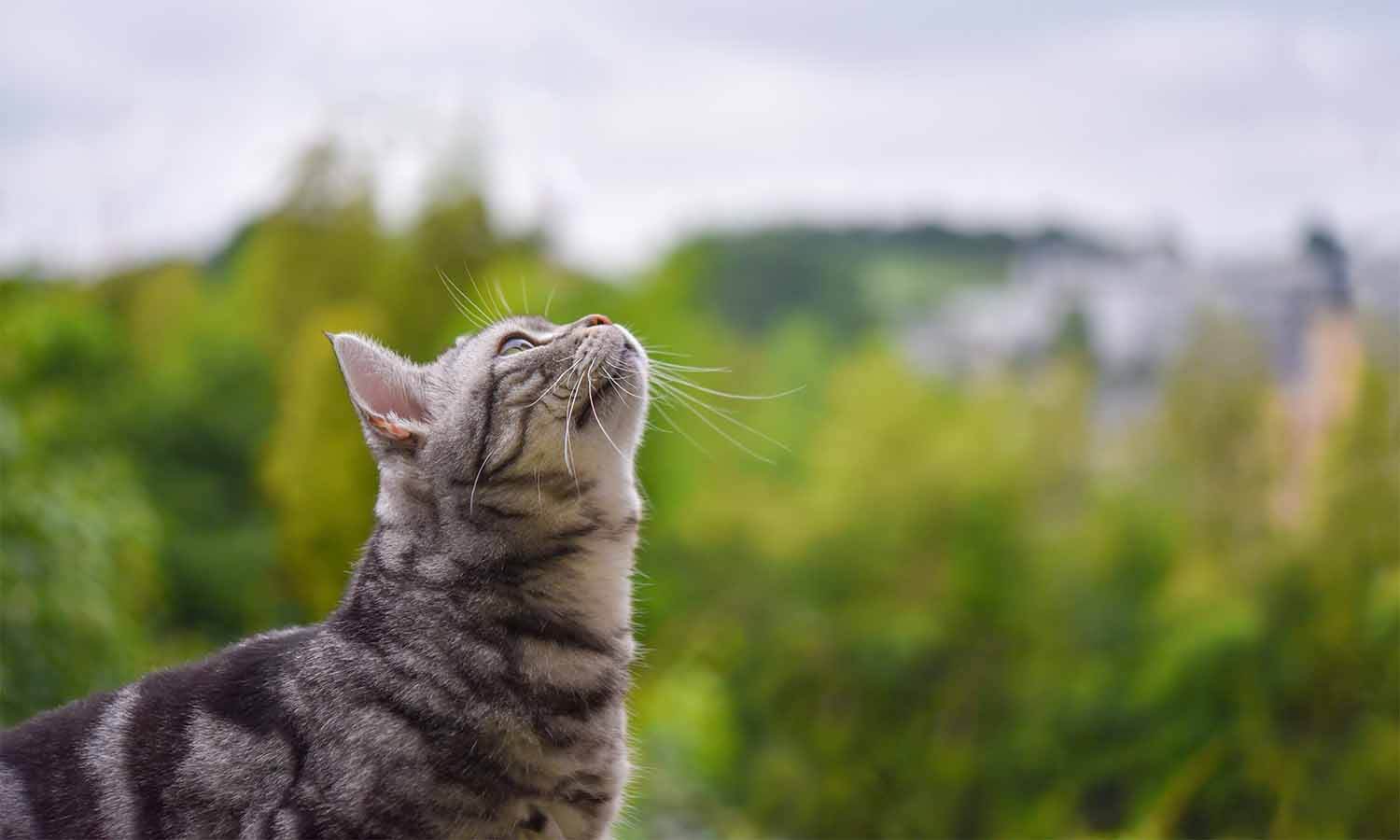 cat looking up