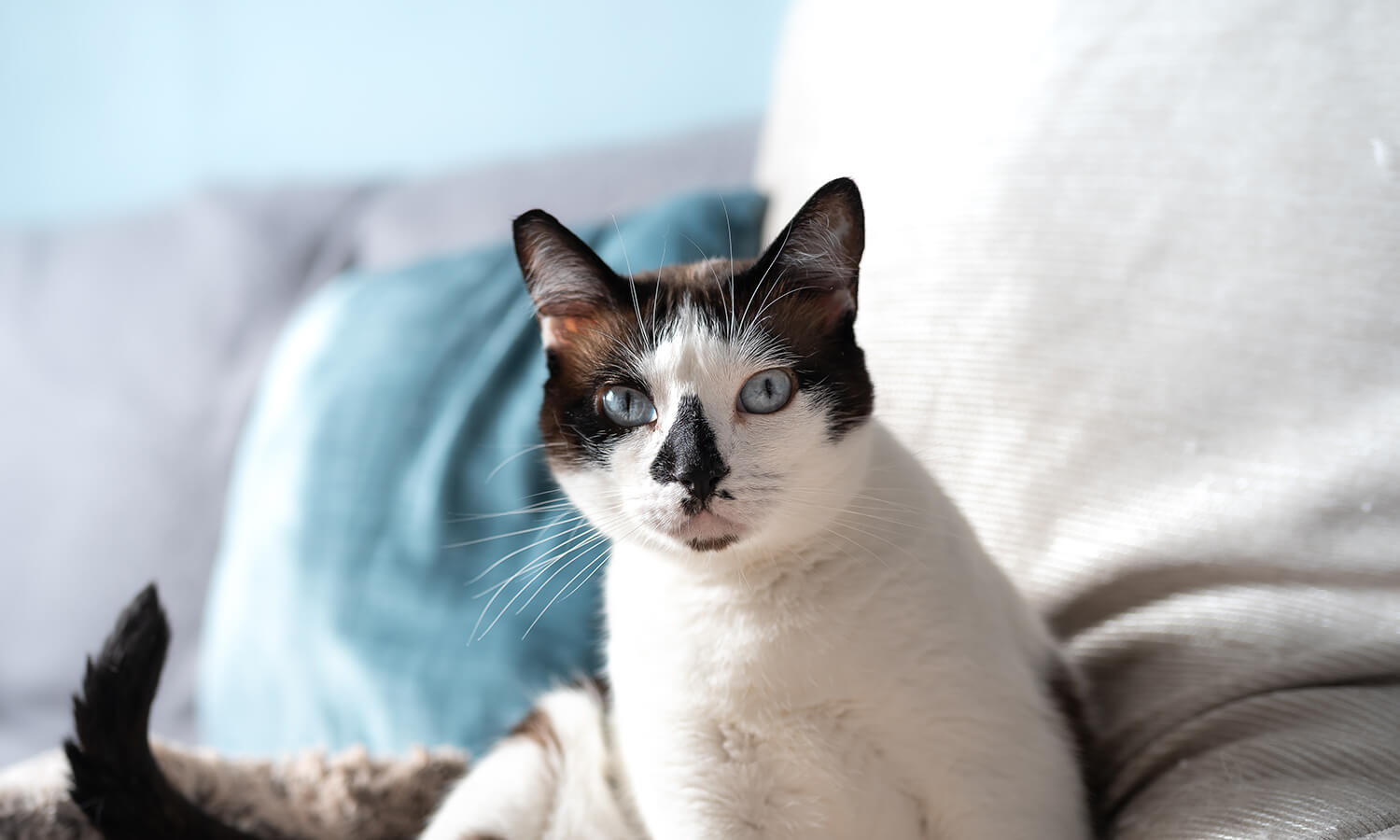 A white and black cat