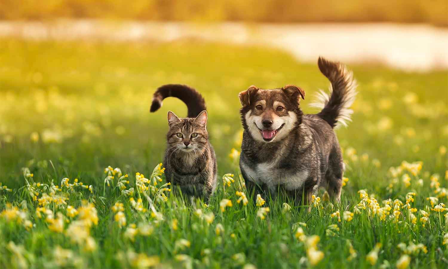 Cat and dog in the sun