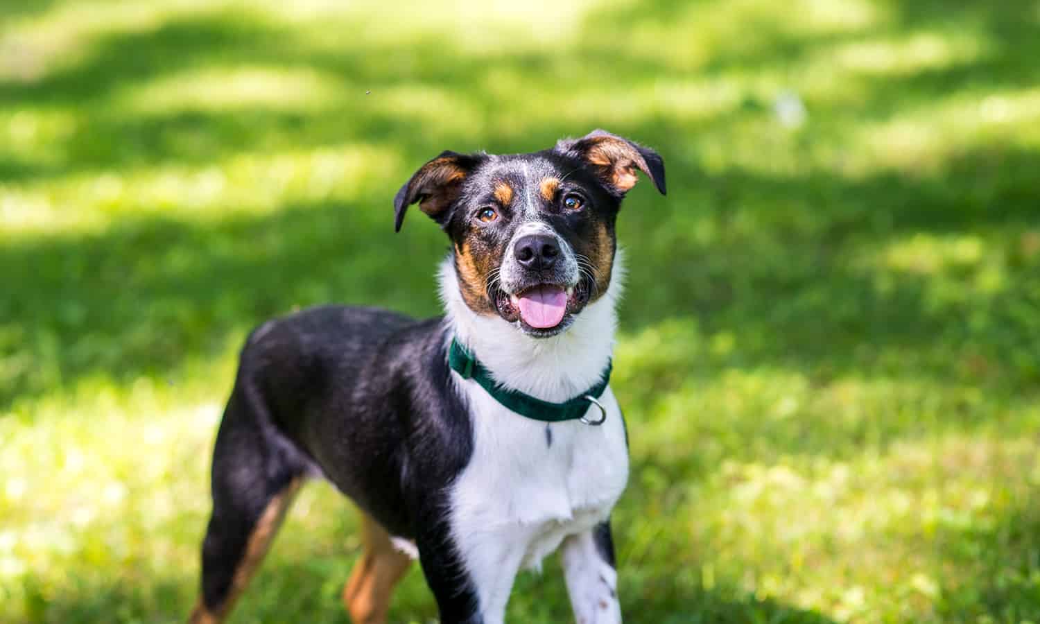 Dog in field